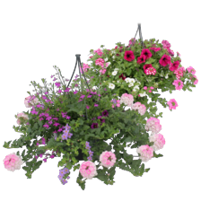Hanging baskets